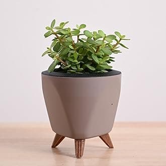 - UGAOO Jade Mini Live Indoor Plant in Lagos Pot (Mocca, Small)