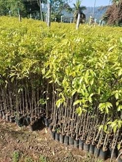 Rare Tripura Oud Plants | Nos Scented Agarwood Tree Saplings | Pack of 1