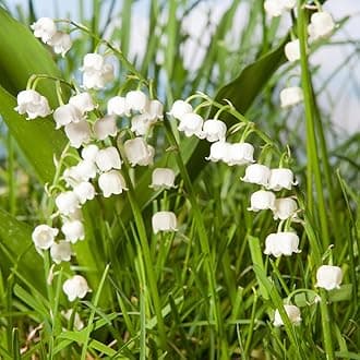 YouGarden Lily of The Valley Perennial Plants, Established Plant in 9cm Pot, Potted Plants for Gardens, Shade Loving Flowering Plants. Lily of The Valley Plant for Garden