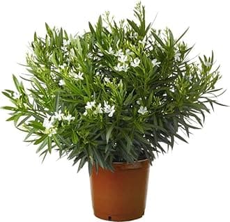 Healthy Vibe Rare Oleander Flower Plant Kaneer, Dwarf White Arali,Nerium oleander(NERIUM WHITE)