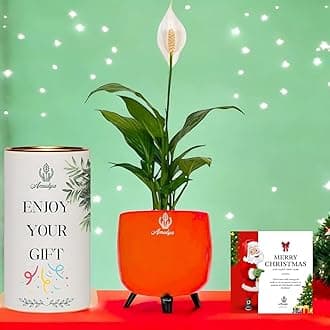 Amulya Farms Premium Christmas Gift Hamper Combo | Peace Lily in Red Table Top Planter with Merry Christmas Card in Gift Packaging |