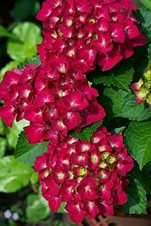 Hydrangea Imported Flower Seeds For Your Home Gardening | Pack of 70 to 80 seeds (MAGENTA)