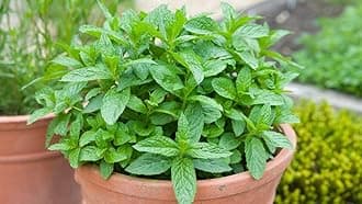 Mint plant live with pot in home (pack of 1)
