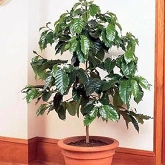 SANJU Exotic Live Plant Coffee Fruit Plant Exotic Fruit Plant