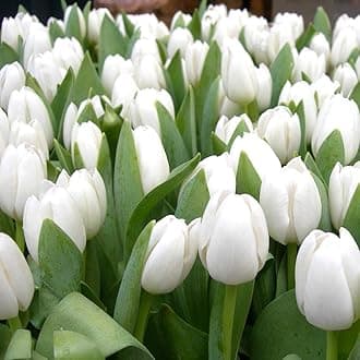 Floriculture Greens Flower Bulbs Tulip Imported Flower Bulbs For Gardening (White, Pack of 6 Bulbs)