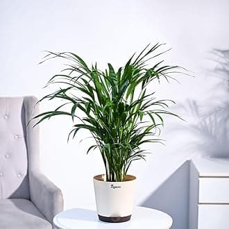 - UGAOO Areca Palm Natural Live Indoor Plant with Pot - Large