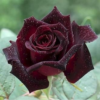 Black Red Velvet Climbing Rose Live Plant, 6 Months Old Starter, Fragrant Purple Climbing Roses for Planting Outdoor, No Pot