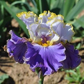 SVG® Dutch Iris Flower Bulbs for Your Home and Gardening Pack of 2 Bulbs (PURPLE MATE)