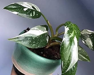 Natural Philodendron White Princess (half moon) Pack of 1