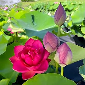 - All Time Beautiful Hybrid Big Lily Red Lotus Tuber/Root Flower Plant Tree|| Granted Blooming 30 Days For Home Garden Outdoor Indoor Plant.