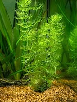 Aquarium plants live Pack of 7 plants