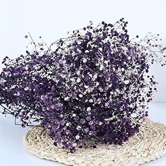 Natural Dry Flower Gypsophila Fresh Dried Preserved Flowers Gypsophila Paniculata Breath Flower Bouquets For Wedding Party Home Dekoration (purple,30-40cm30g)