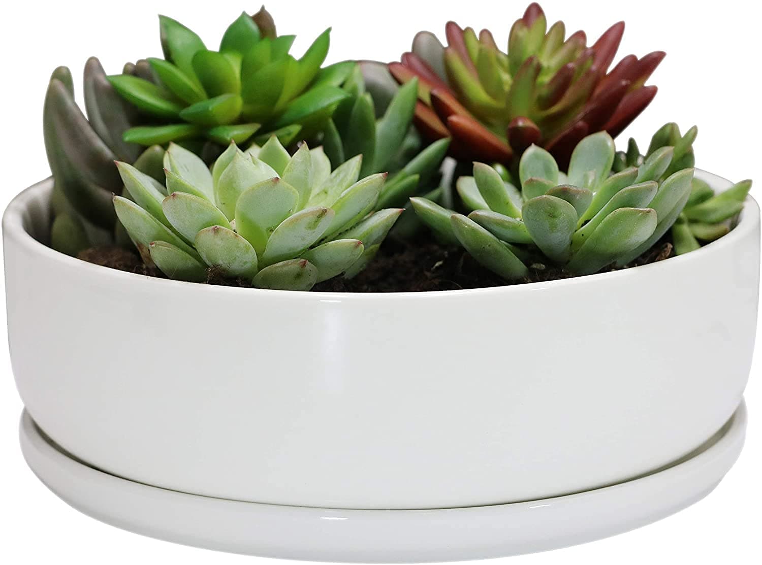 8 inch White Round Ceramic Succulent Planter Pot Modern Flower Cactus herb Big Planter with Removable Saucer Indoor or Outdoor