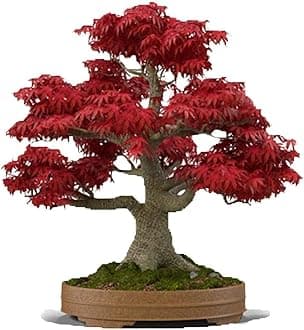 Japanese Red Maple Bonsai Tree Seeds | 30+ Seeds | Highly Prized for Bonsai, ...