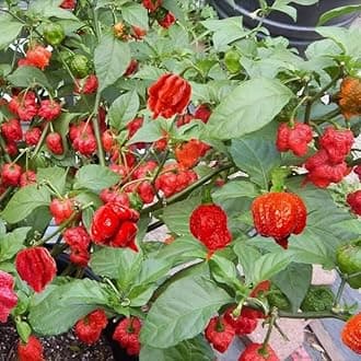 Pack 2 Red Carolina Reaper Pepper Live Plants, Carolina Reaper Plants Live, Carolina Reaper Pepper Plant, Carolina Reaper Seedlings for Growing, 80 Days Old Plants