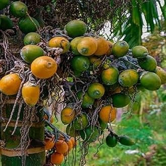 MITU Original Short Variety Mohit Nagar Betel Nut/Supari Live Healthy Plant, Pack of 1