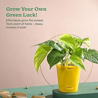 Ugaoo Good Luck Indoor Plants For Home With Pot - Jade Plant & Money Plant Variegated