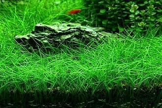 100+ SEEDS- Aquarium Grass Seeds For Planting Home Aquarium - Grow Year Round- No CO2 Required. (Dwarf Hairgrass)