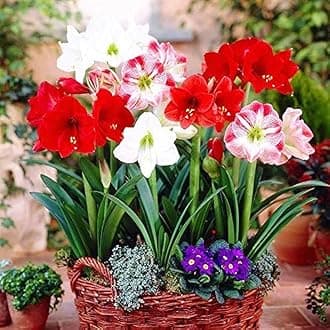 - Amaryllis lily flower bulbs big Flower Bulb for Home Garden Pack of 1 Bulbs By Zabbus