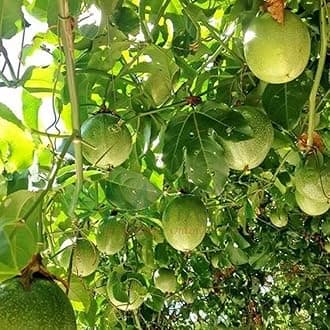 SANJUS Delicious Hybrid Passion Fruit LIve Plant Immunity Booster Fruit Plant Pack Off 1