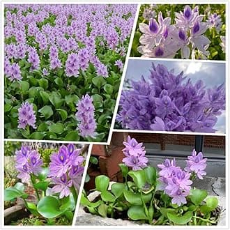 200 Water Hyacinth Seeds for Planting Pond Plants - Aquatic Plants for Water Gardens Koi Ponds and Outdoor Decor - Vibrant Water Plants for Natural Filtration and Backyard Ponds