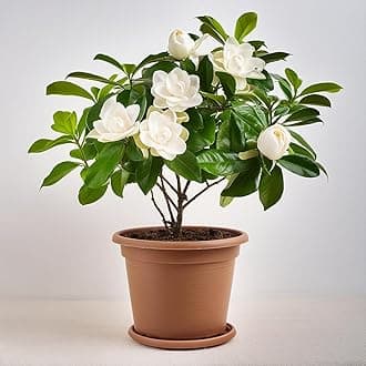 Bhajanlal Greenery Gardenia/Gandharaj Live Plant - All Season Strong Fragrant Blooms Choice for gardens and Indoor spaces | Flower : White | Plant with 5 Inches Black Nursery Pot