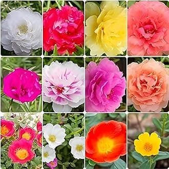 Table rose portulaca moss rose (set of 10 live plants)(multi colour gaurenteed) single and multi petal Hybrid Flower Plant For All Season Pack of 10