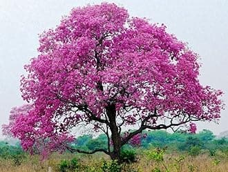 Green Paradise Pink Trumpet Tabebuia rosea Dwarf Tree (1 plant)