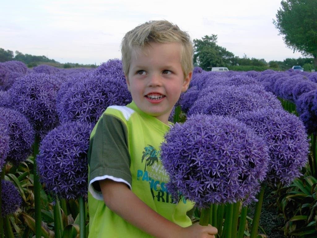 3 x Globemaster Allium - Size 20+ - Spring Flowering Bulb