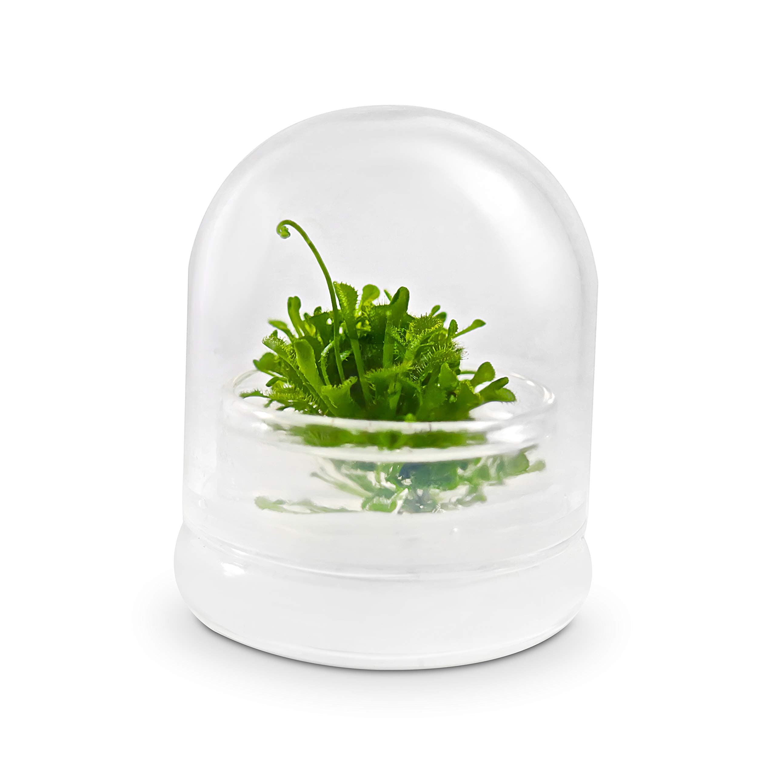 Sundew Terrarium (2” Cube)
