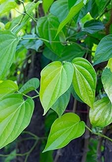 Live Pan Betel Leaf/Banarasi Maghai Paan/Meetha Paan (Sweet Paan) Healthy Live Indoor & Outdoor Plant Medicinal Herb Pack of 1 for Home Garden and Terrace with Black Pot