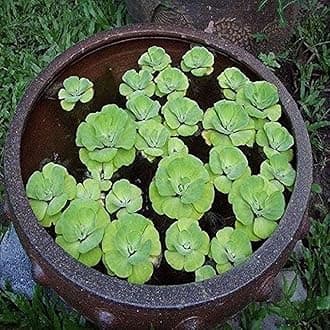 Water lettuce plant (pack of 6)