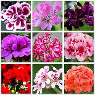 Geranium Mix 50+ Seeds Flowers Planting for Outdoor Indoor