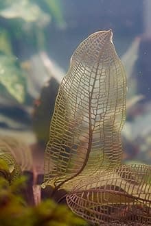 Lincolnshire Pond Plants Ltd Aponogeton Madagascarensis Lace Leaf Plant Bulb - Tropical Aquarium Plants - Oxygenating Plant Aquarium, Fish Tank, Live Plants for aquascaping, Tropical Aquatic Plants.