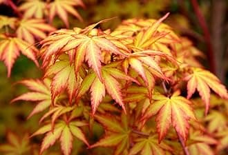 Little Sango Dwarf Coral Bark Japanese Maple Acer palmatum 'Little Sango' Coral Red Bark is Bright Red, Year Round Beauty Live Plant