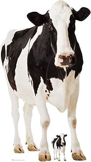 Star Cutouts Ltd Star SC163 Lifesize Cardboard Cutout of Cow Farm Animal Perfect for Collectors, Fans and Friends 152cm Tall Not Suitable for Children Under The Age of 4