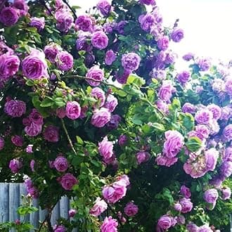 Rose Plant Live, Rose Bush Live Plant for Planting Your Garden, 5-9" Height Well-Rooted, Fragrant Flowers Vibrant Blooms (Purple Rose)