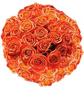 GlobalRose 200 Orange Roses Bouquet - Responsibly Sourced Roses Fresh Flowers - Hand-Picked Flowers Fresh Bouquet for Graduation, Anniversary, Birthday & Special Occasions (8 Bunches of 25 Stems)