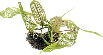 Live Plants – Madagascar Lace Plant (Aponogeton madagascariensis) – Medium to High Light, Light to Dark Green Color, Midground to Background, Lace Leaf - Bulb/Bunch, 1 Pack