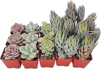 15 Pack Assorted Succulents Plants Live, Including Haworthia Succulents, Rare Home Plants for Indoor House Home Garden Wedding Decor Party Favor