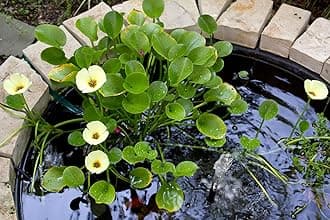 Golden Water Poppies (Hydrocleys Nymphoides) - Easy Live Pond Plants