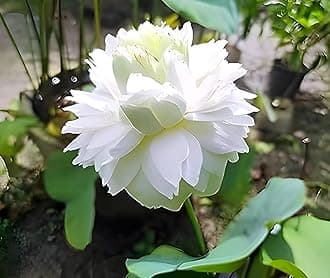 Hybrid All Season Rare Water Lily White Lotus Live Plant (TUBER Root) Orginal Variety Guarante Blooming With in 35 Days For Outdoor...