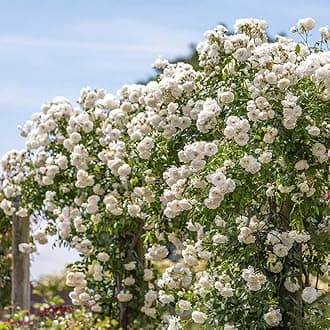 White Climbing Rose Live Plant, 6 Months Old Starter, Fragrant Purple Climbing Roses for Planting Outdoor, No Pot