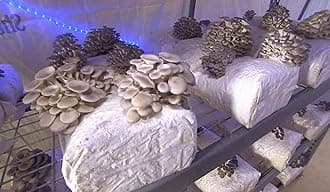 100 Grams/4 oz of Grey Oyster Mushroom Spawn Mycelium to Grow Gourmet and Medicinal Mushrooms at Home or commercially - Use to Grow on Straw or Sawdust Blocks - G1 or G2 Spawn