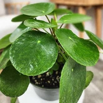 TreeGoo Lucky Coin Money Plant with 4-Inch Black Pot - Easy Care, Air-Purifying Indoor Plant for Home and Office Decor