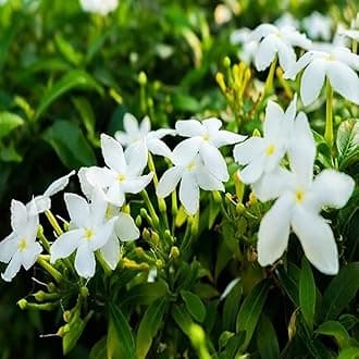 IXORA Mini Tagar Chandni Crepe Jasmine Flower Shrubs Live Plants & Tree(1-2 Feet Size)