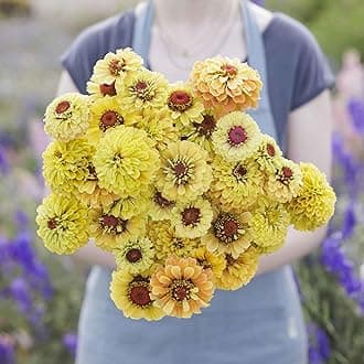 Eden Brothers Zinnia Seeds - Queeny Lemon Peach, Non-GMO Seeds for Planting, Packet | Low-Maintenance Flower Seeds, Plant During Spring, Zones 2, 3, 4, 5, 6, 7, 8, 9, 10, 11