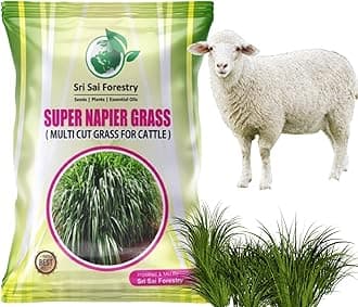 Super Napier Grass Seeds High Yield, Multi Cut Grass for Cow and Goat (250G)