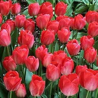 Tulip Darwin Hybrid Red Van Eijk Bulbs - Premium Darwin Hybrid Tulips for Stunning Spring Gardens | Hardy, Perennial, and Easy to Grow (25 Pack)