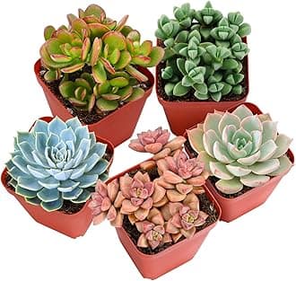 Sprout N Green Live Succulent Plants, 5 Pack Assorted Succulents Potted in 2" Starter Pot with Soil Mix, Rare Small Indoor House Plants for Home Garden Wedding Decor Party Favor DIY Projects
